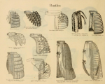 Historical research - Nineteenth century dry goods catalogue from Dry Goods Catalogue no 25 Fall and Winter 1888-9 https://archive.org/details/catalogueno25fal00john